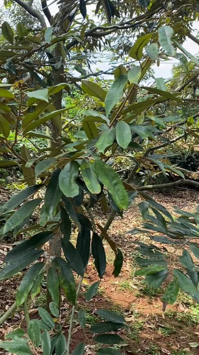 Bán đất 700m² Eaknuêc, Đắk Lắk - 20 cây sầu riêng thu hoạch, giá 1.65 tỷ