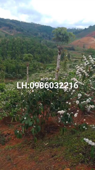 Bán Gấp Đất Vườn 1.2ha Trồng Cà Phê Thu Chính - Đắk Hà, Kon Tum - Giá 1.5 Tỷ