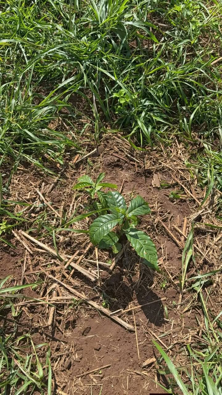 Đất rẫy Ea Ral 1836m² - Bán gấp, tiềm năng sinh lời!