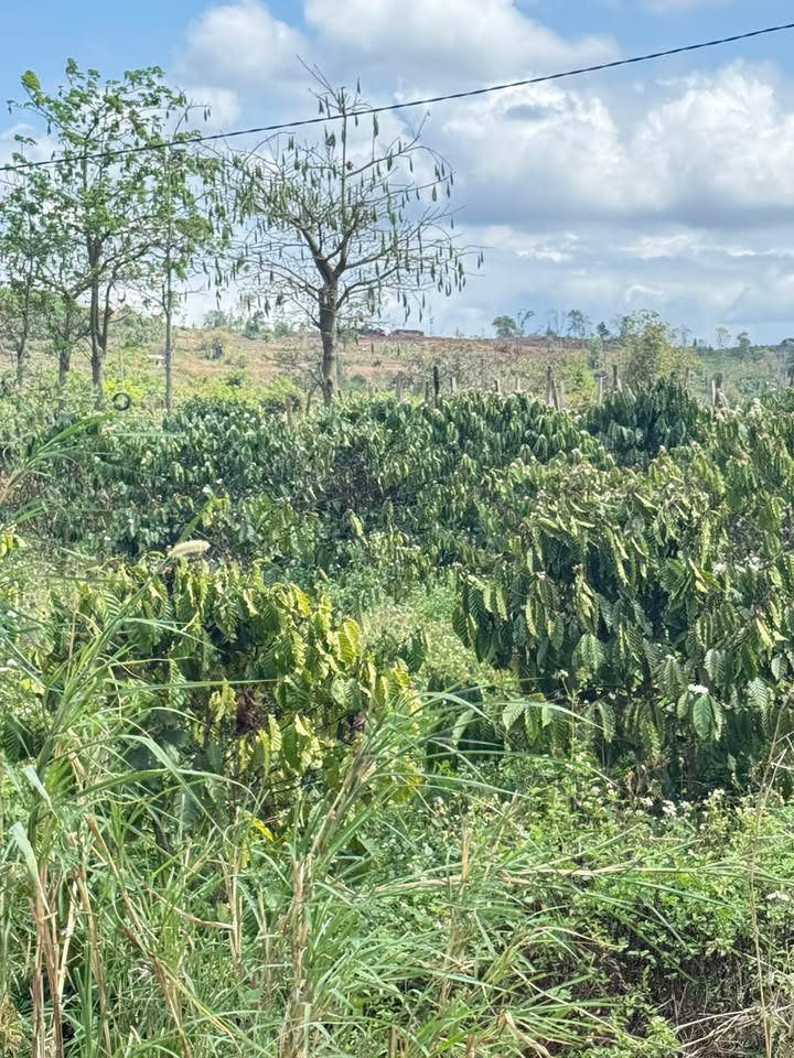 Bán Đất Nền 20.000m² Tuy Hòa, Phú Yên - Sổ Đỏ Đủ, Giá 2.3 Tỷ