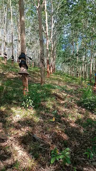 Bán Gấp Rẫy Cao Su 1.2ha Đắk Tô, Kon Tum - Kinh Doanh Lời Ngay