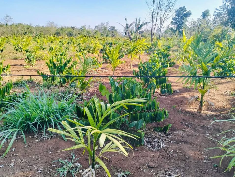 Đất Nền Ea Súp Đắk Lắk 10800m² - Mặt Tiền 85m, Sổ Đỏ Vuông Vắn