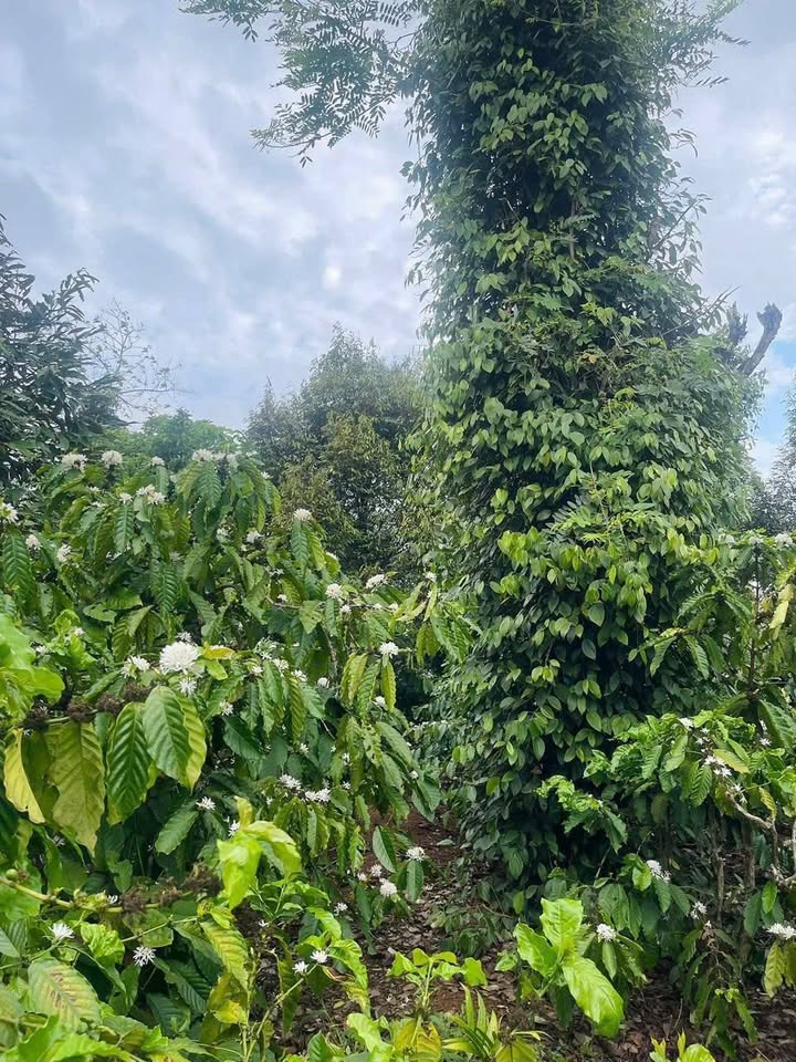 Đất Vườn Đắk Lắk 5400m² - Sầu Riêng, Tiêu Vườn Cây Kinh Tế