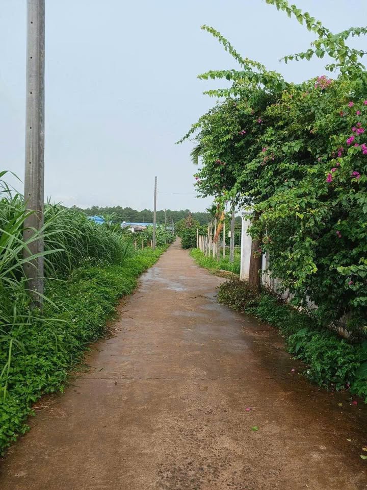 Đất nền Hẻm 99 Hàn Thuyên BMT 100m² - Sổ đỏ chính chủ!