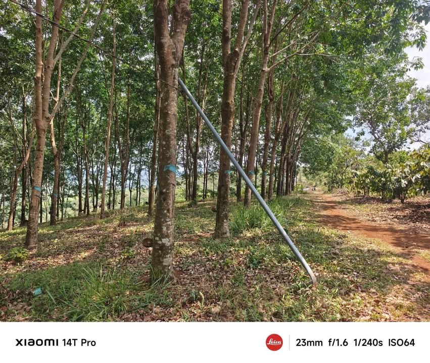Rẫy Cao Su Đắk Nông 1.3ha - Sổ đỏ chính chủ, Giá 1.7 tỷ
