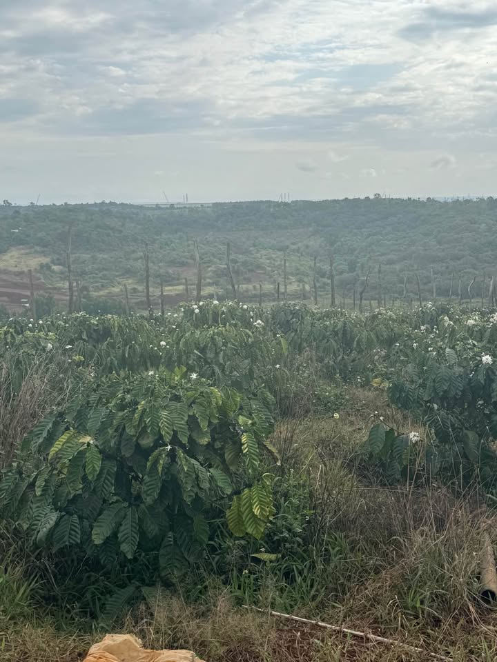 Bán 1080m² Đất Trồng Cà Phê Tơ Đắk Nông - Giá 600 Triệu