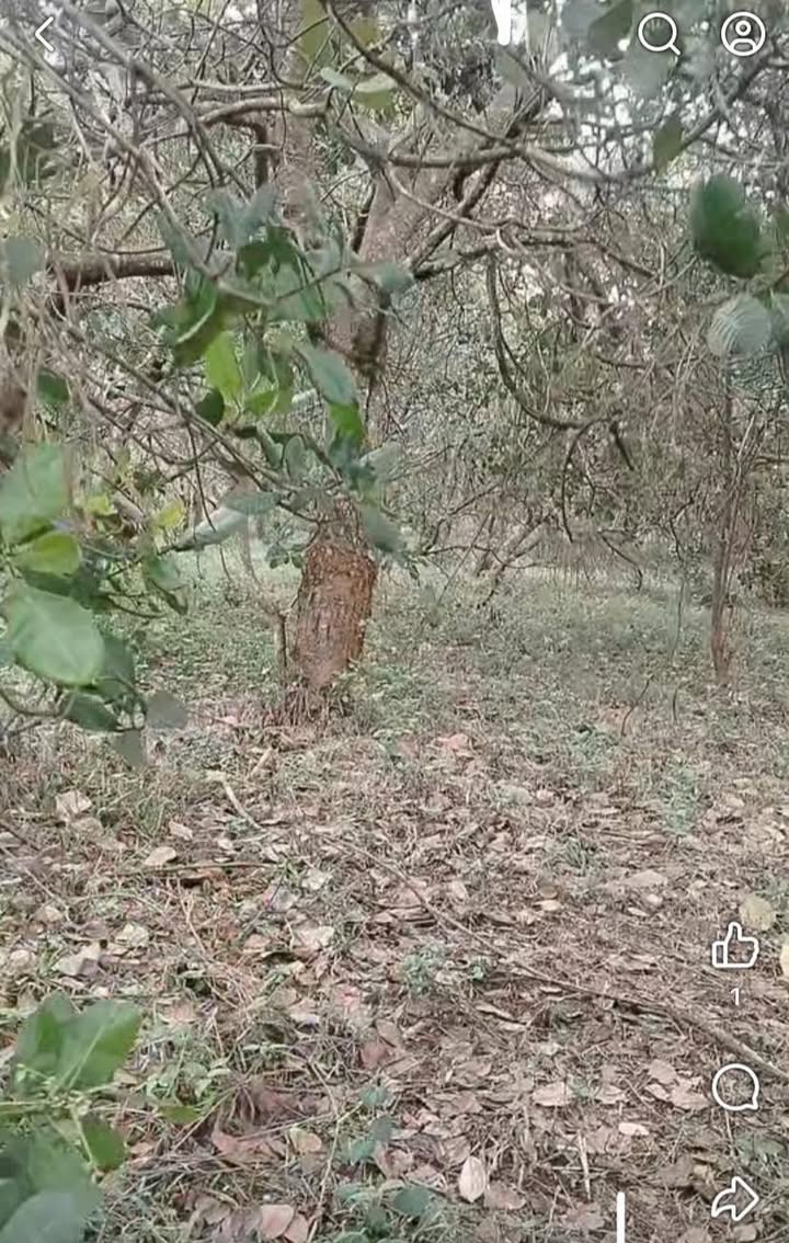 Đất vườn 5ha Kiến Đức, Đắk Nông - Cơ hội đầu tư dài hạn!