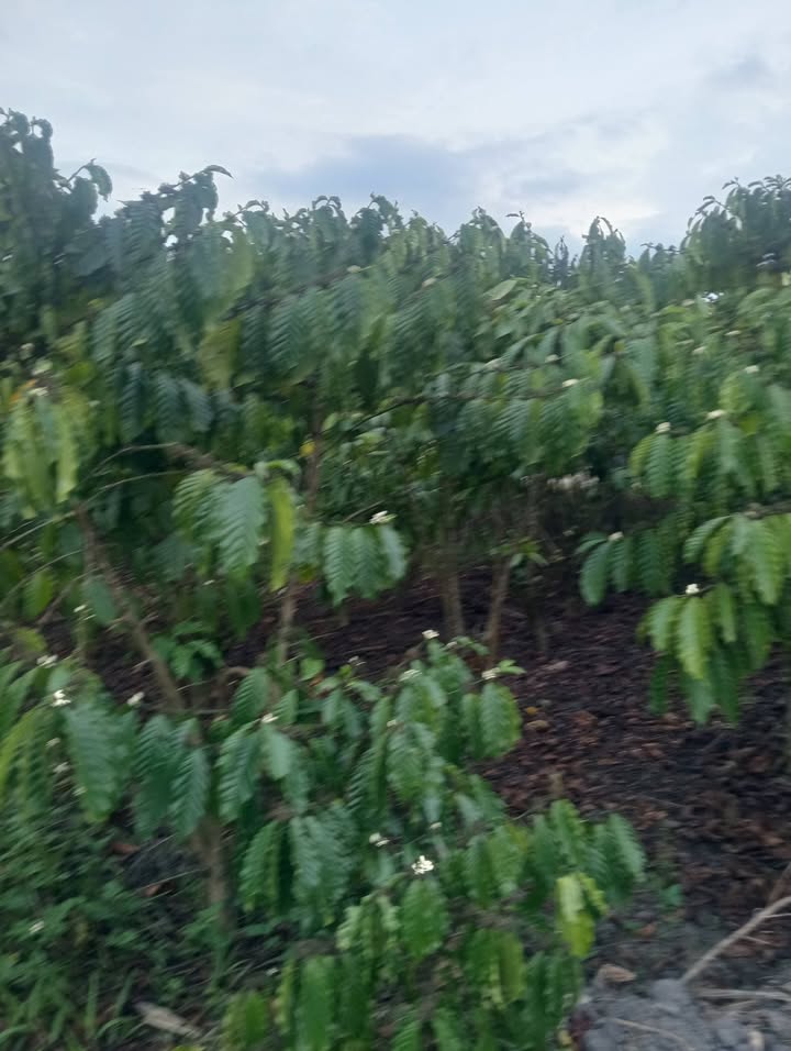 Đất nền Xã Hòa Bắc, Di Linh, Lâm Đồng 3600m² - Tiềm năng tăng giá!