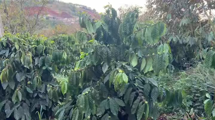 Rẫy 10.000m² Thuận Hạnh, Đắk Song 2.6 tỷ - Đầu tư dài hạn, sinh lời!