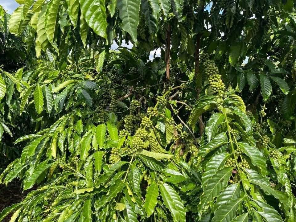 Bán Gấp Đất Rẫy Đăk Nông 14.000m² - Sổ Hồng Sẵn, Thu Nhập Ổn Định