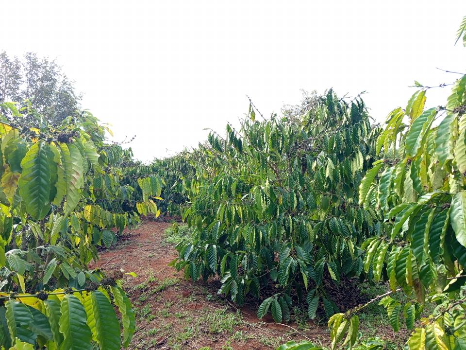 Bán Đất Vườn 26280m² Chư Păh, Gia Lai - Giá 1.5 Tỷ, View Hồ Mát Mẻ