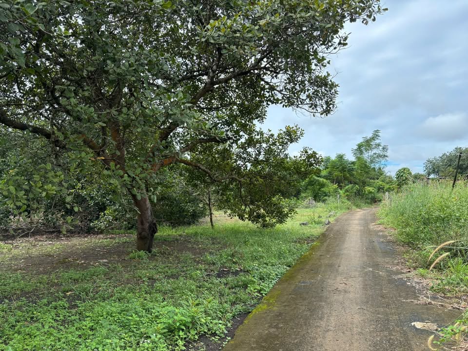 Đất nền Bù Đốp 500m² (10x50m) nở hậu - Sổ hồng sẵn, giá 270 triệu