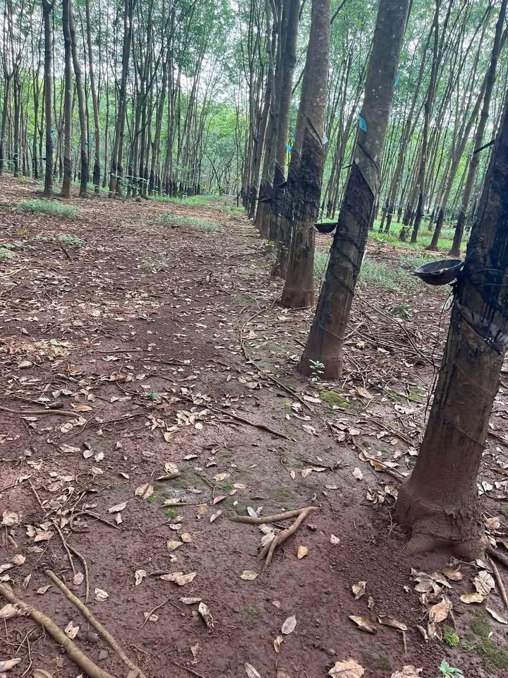 Đất Vườn 1.5ha Bình Phước - Mặt Tiền Bê Tông 50m - Giá Đầu Tư 2.25 Tỷ