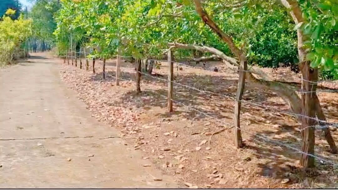 Bán Gấp Đất Vườn 4000m² Sổ Nở Hậu Tại Nhơn Trạch, Đồng Nai - Giá 850 Triệu