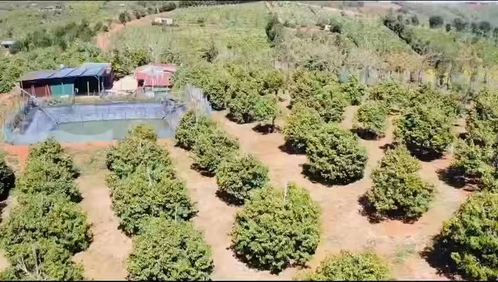 Đất vườn Xuân Trường Đà Lạt 3.4ha - Đầu tư sinh lời, thu hồi vốn nhanh!