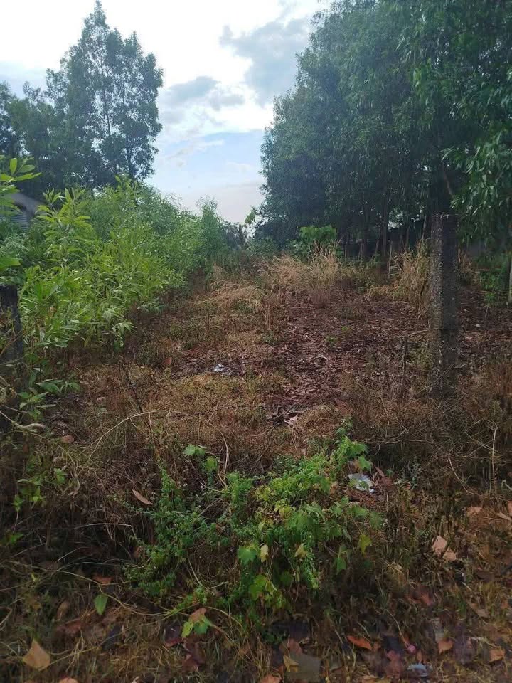 Đất Nở Hậu Đẹp 371m² Thổ Cư 75m² Tại Tánh Linh, Bình Thuận - Giá 550 Triệu