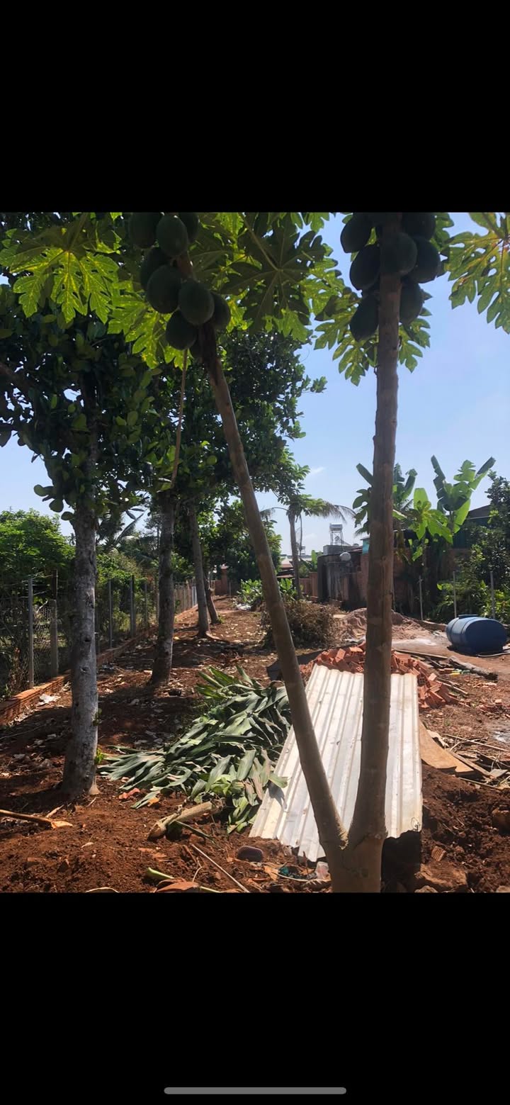 Bán Đất Nền Vườn 250m² Đức Tín, Bình Thuận - Sẵn Sổ Hồng, Nở Hậu