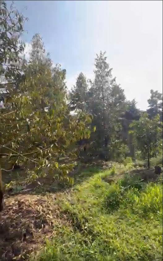 Đất vườn sầu riêng Tam Bình Cai Lậy 4 tỷ - Sổ đỏ chính chủ!