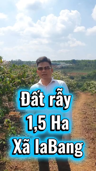 Bán 1.5ha Rẫy Cà Phê Kinh Doanh Tốt - Ia Băng, Gia Lai