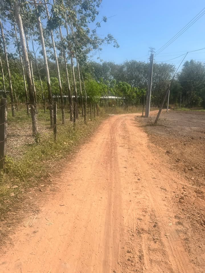 Đất Vàng 8200m² Thanh Tuyền, Dầu Tiếng - Sổ Hồng Riêng, 300m² Thổ Cư