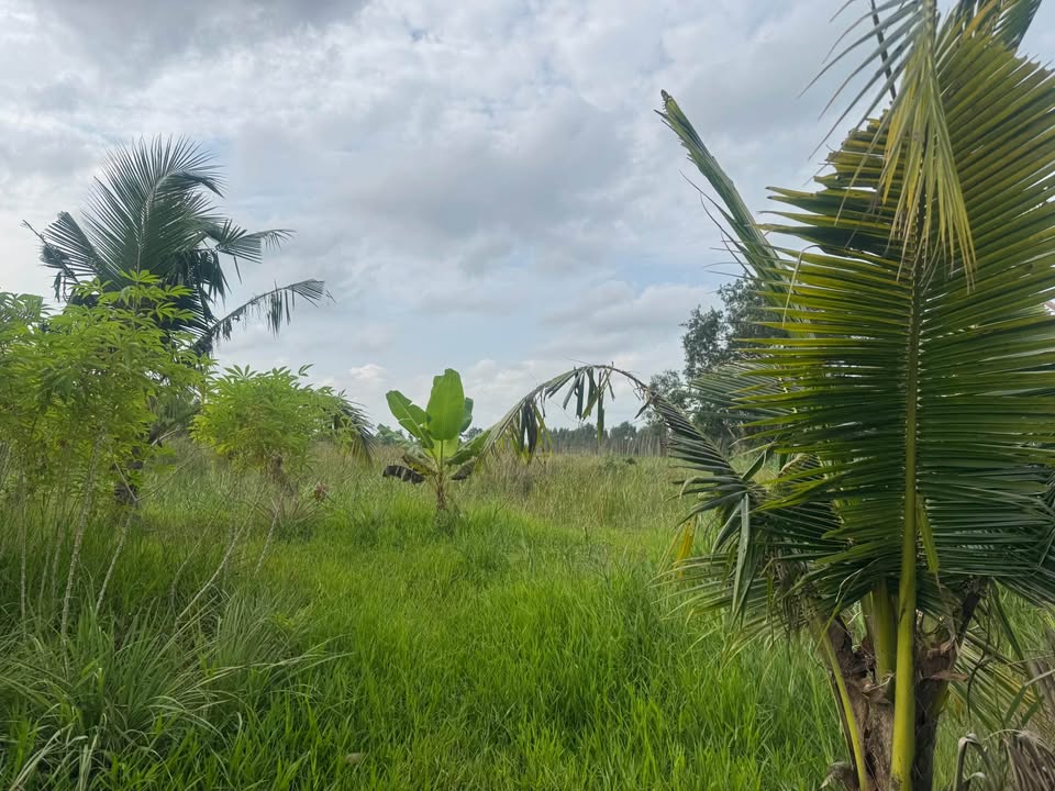 Đất vườn Khánh An 15000m² giá 2.2 tỷ - Sinh thái xanh, nghỉ dưỡng lý tưởng!