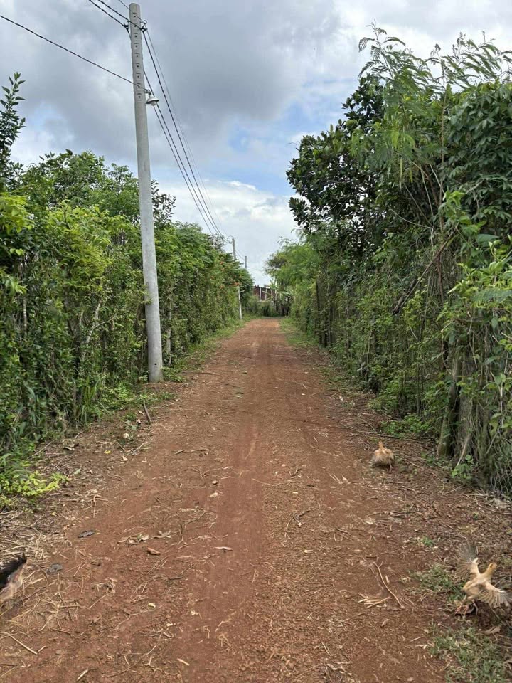 Bán Gấp Đất Vườn 5000m² Đồng Nai - Sổ Đỏ, Mặt Tiền Đường 42m