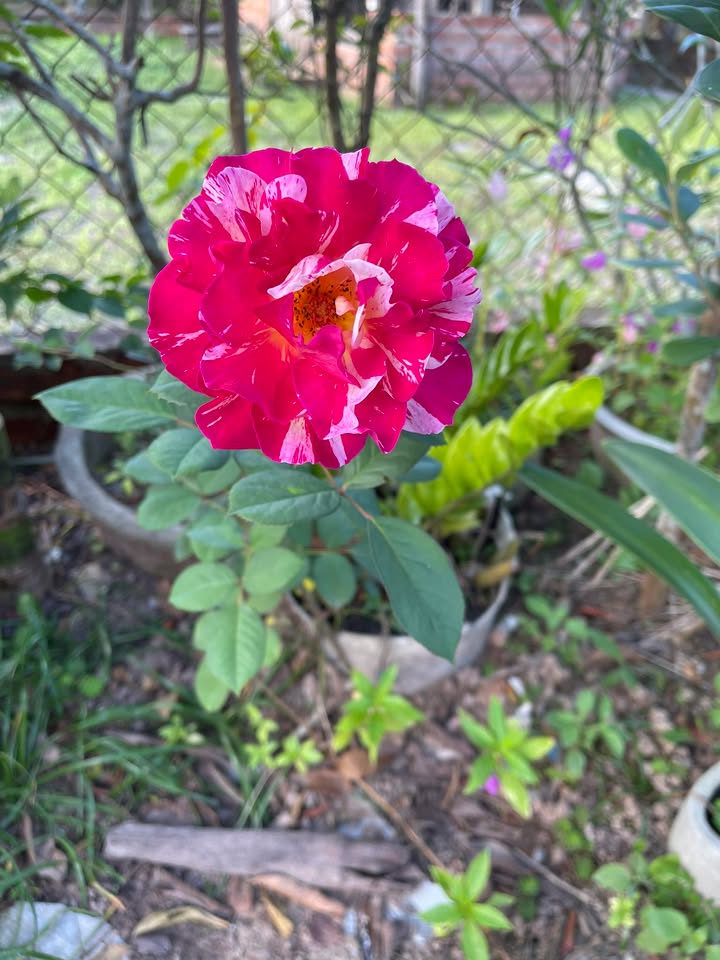 Bán Đất Thị Trấn Núi Thành 115m² - Sổ Riêng, Giá Tốt