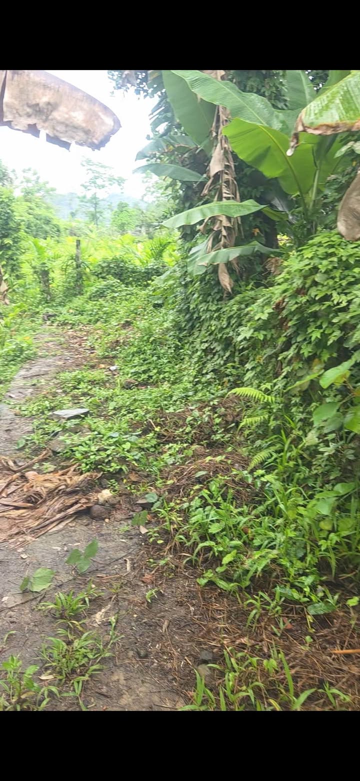 Đất nền Hòa Ninh, Hòa Vang 500m² - Tiềm năng tăng giá vượt trội!