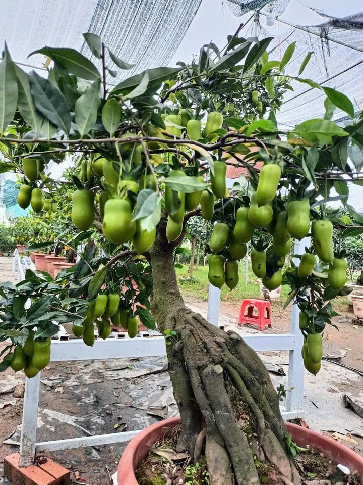 Đất Tái Định Cư Loan Điệp, Hưng Yên - 118m² Mặt Tiền 12m, Sẵn Sàng Xây Dựng