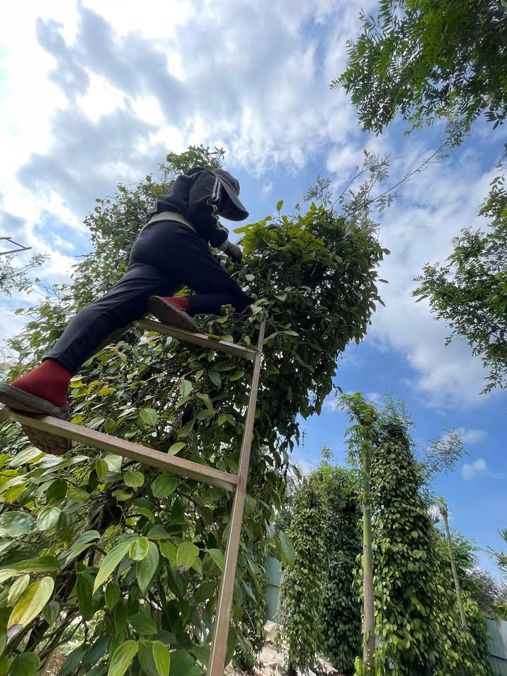 Bán Đất 7200m² Buôn Tu Durkmal, Krông Ana - Có Thổ Cư, Sổ Đỏ Rõ Ràng