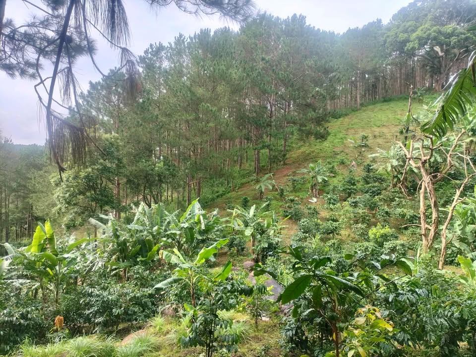 Đất Vườn Tà Nung 4000m² - Tiềm Năng Kinh Doanh Du Lịch - Giá 400 Triệu