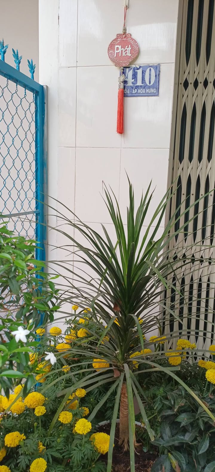 Nhà 1 Trệt 3PN Hẻm Ông Đá Cao Lãnh - 950 Triệu