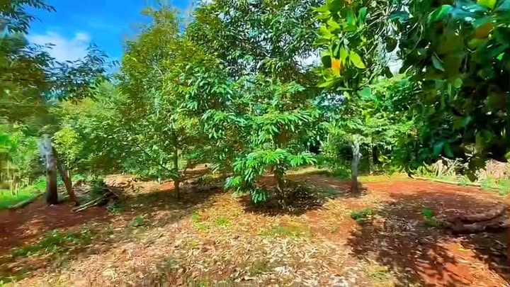 Đất Vườn Xuân Định 1000m² - Sổ Hồng Thổ Cư, Giá 1.7 Tỷ