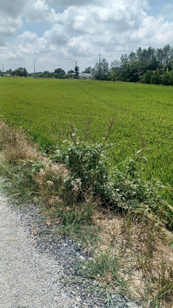 Bán Đất Ruộng Vĩnh Thạnh, Cần Thơ - 22066m² Mặt Tiền Lộ Đá 100m