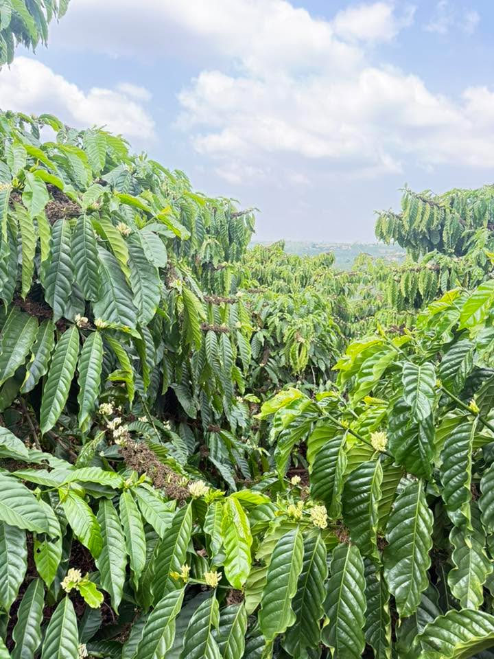 Đất vườn Tân Hà, Lâm Hà 1.3 hecta – Sổ đỏ đủ, Đầu tư dài hạn!