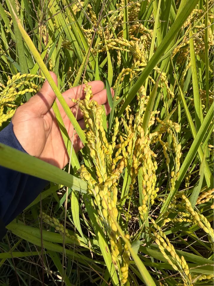 Bán Gấp 60.000m² Đất Lúa Xã Nam Thái, An Biên - 6.6 Tỷ