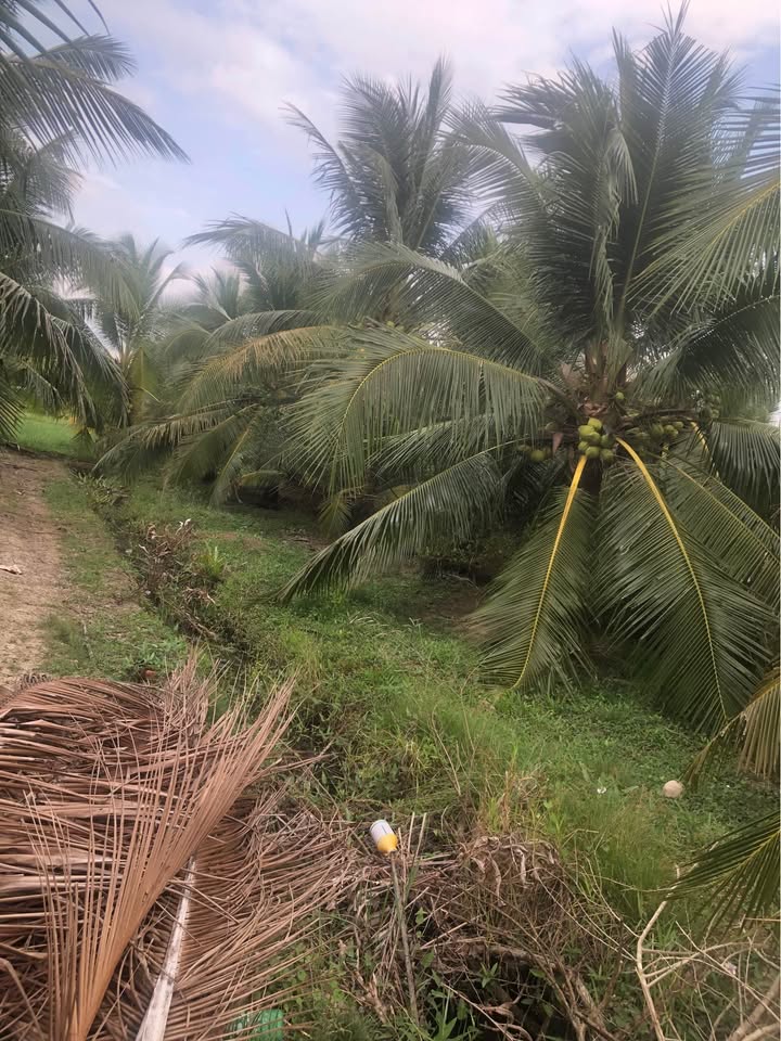 Đất Vườn Bến Tre 4549m² - Trồng Dừa Xiêm Trái Sum Suê - Giá Đầu Tư 400 Triệu/Công