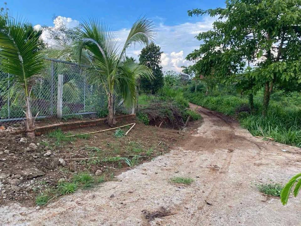 Bán Đất Vườn 3600m² Đường Quang Trung, Cư M'gar - Sẵn Sàng Nông Nghiệp & An Cư