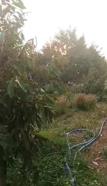 Bán Gấp Vườn Sầu Riêng Ea H'đing, Đắk Lắk - 5000m² Giá 2.1 Tỷ