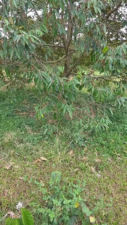 Bán Gấp 5.5 Sào Đất Vườn Sầu Riêng, Cà Phê Ea H'đinh - Chỉ Hơn 2 Tỷ