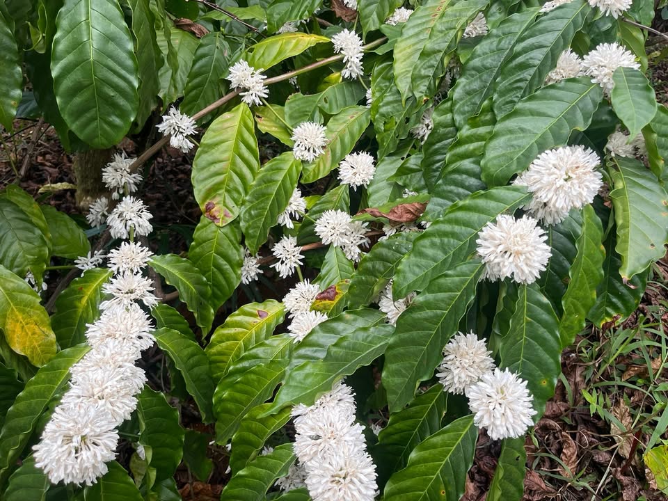 Farm 26.000m² Đắk Nông - Đất Đỏ Bazan, Suối 60m - Giá 2.1 Tỷ