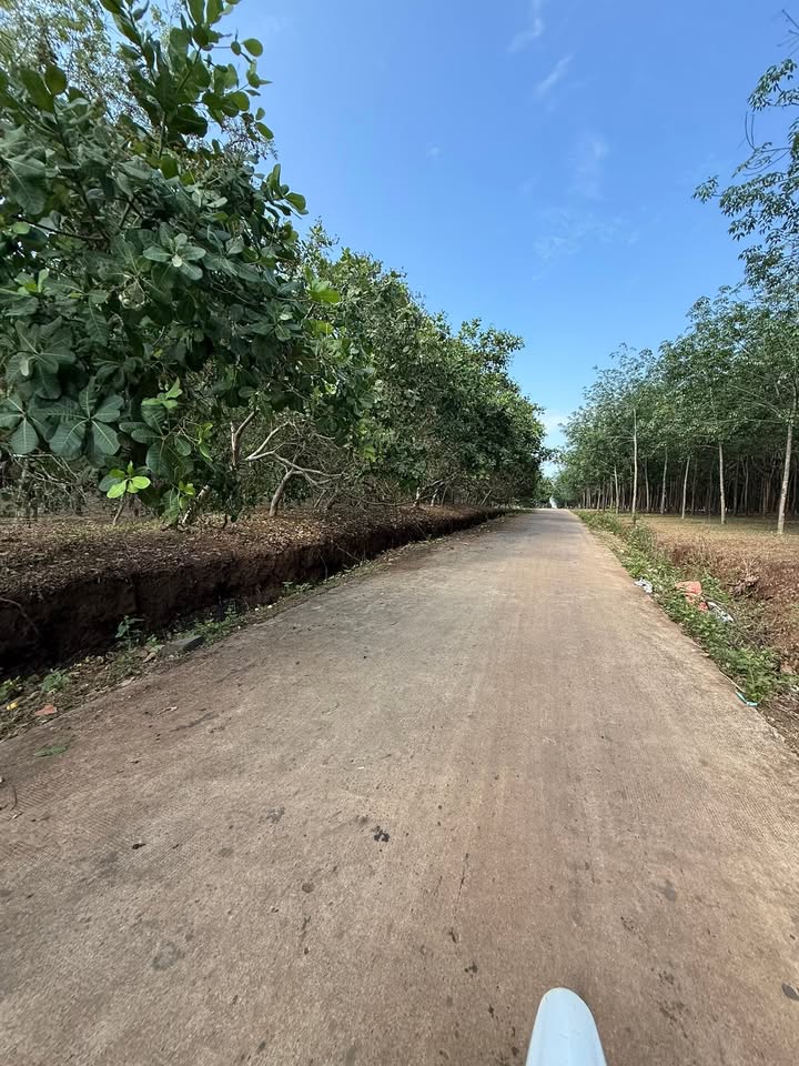 Bán 7ha Đất Cao Su Bù Đăng - Sổ Đỏ Rõ Ràng, Giá Tốt