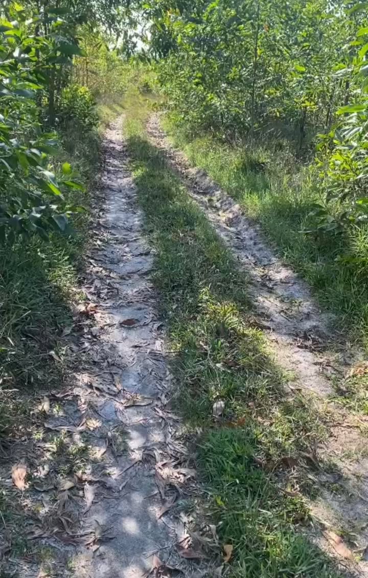 Đất nền 720m² Sơn Tịnh, Quảng Ngãi - Sổ hồng sẵn, ô tô vào tận nơi