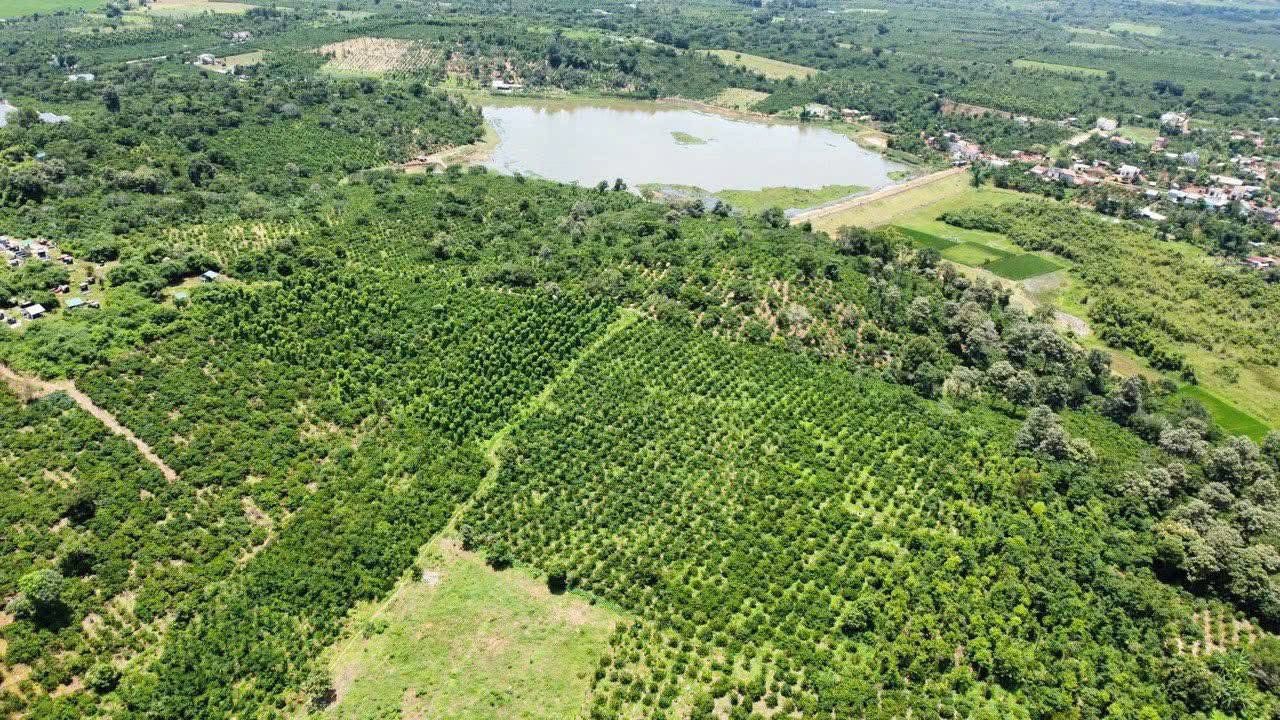 Farm 1.3ha Đắk Nuê, Lắk, Đắk Lắk - Sổ Hồng, Trồng Kín Cà Phê Kinh Doanh 2.6 Tỷ