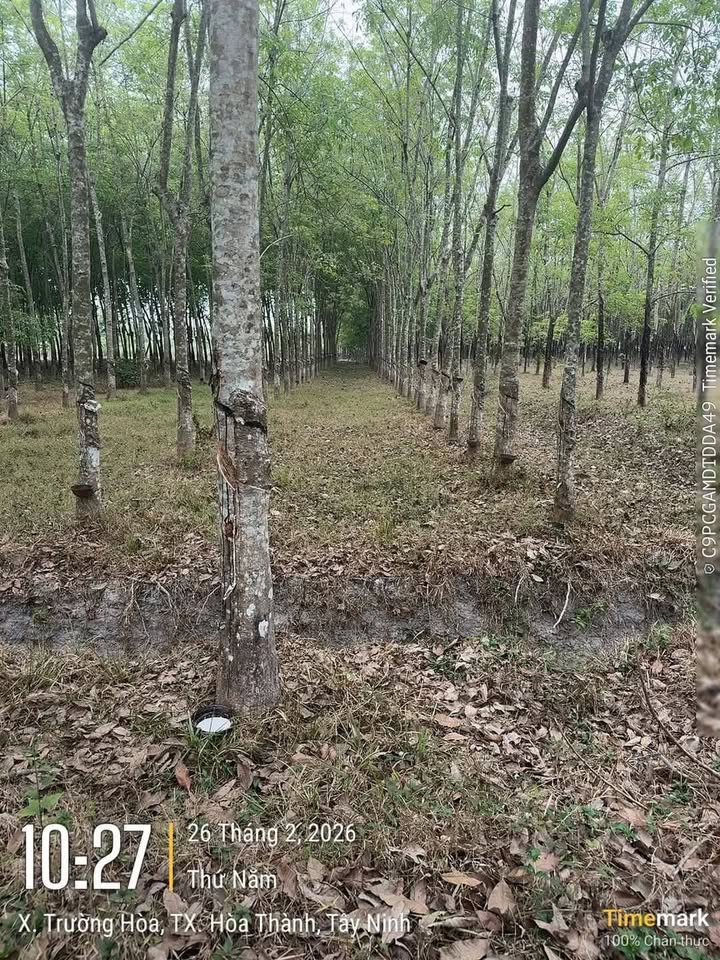 Đất nền Tây Ninh 500m² chỉ 290 triệu - Đường to ô tô tới đất!