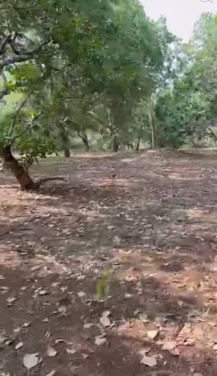 Bán Gấp 4.5ha Đất Đỏ Bù Đăng, Bình Phước - Mặt Tiền Đường Lớn