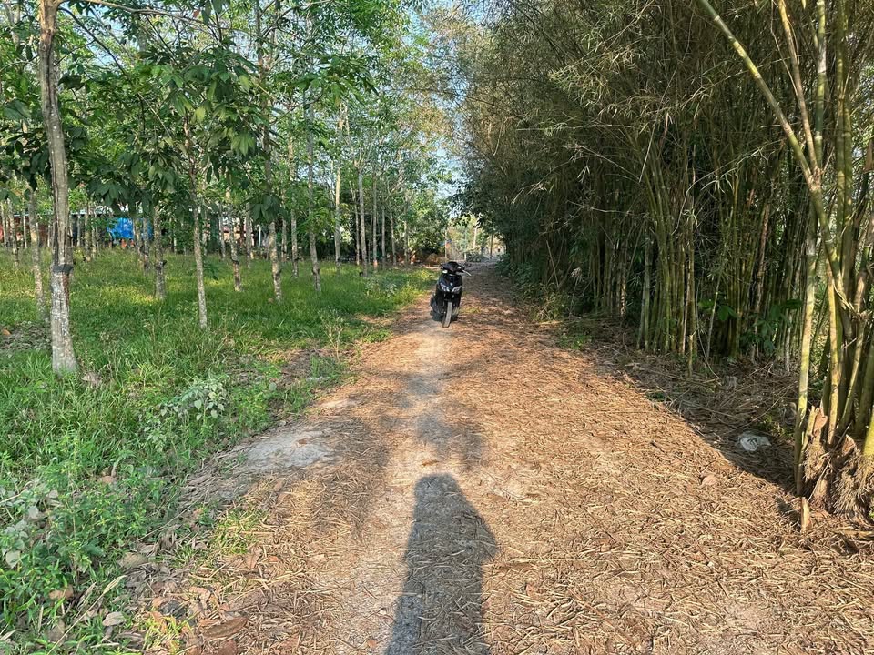 Đất nền Long Hòa, Long Mỹ 250m² giá 195 triệu - Sổ đỏ chính chủ!