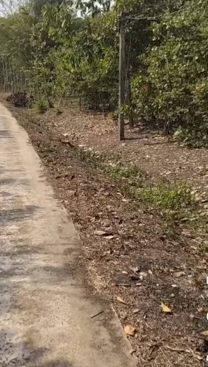 Đất Nền Chơn Thành 1224m² - Sổ Hồng Chính Chủ, Giá Hơn 900 Triệu