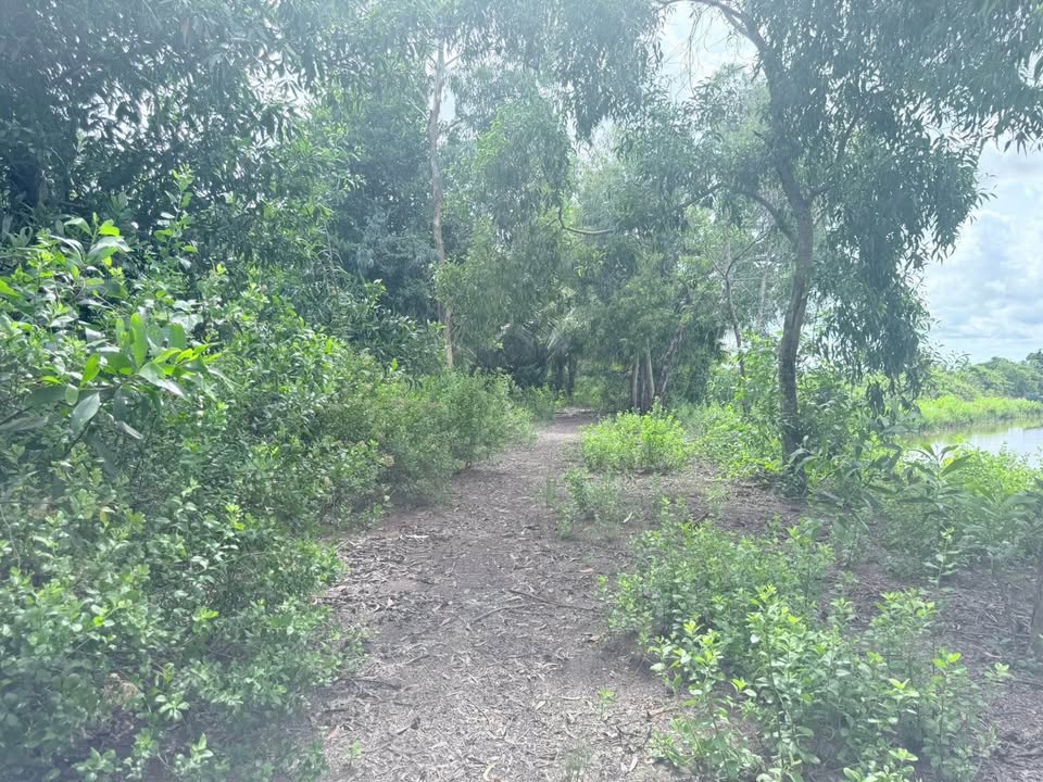 Đất nền Cà Mau 305m² giá chỉ từ 100 triệu - Sổ hồng riêng