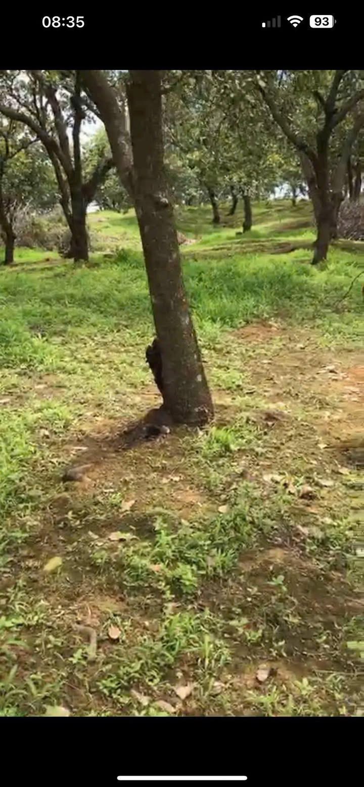 Đất Rẫy Điều 16,000m² Tại Đồng Phú, Bình Phước - Giá Đầu Tư 1.6 Tỷ